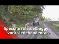 Taina liep een dwarslaesie op tijdens een sledehondenwedstrijd, nu doet ze mee in een speciale buggy