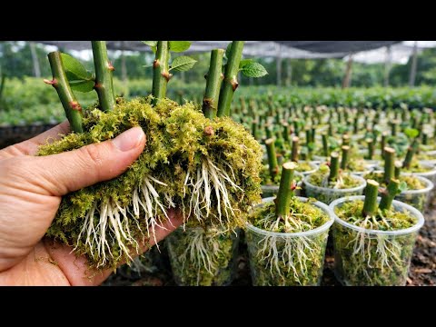 Grow 1,000 Rose Plants in 7 Days – No Soil, No Chemicals, Almost Free