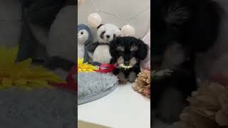 ハーフ犬の動画01