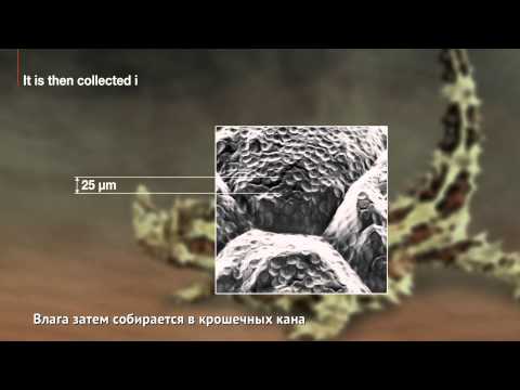 Технология X-Bionic® Thorny Devil Technology®. Коротко о главном