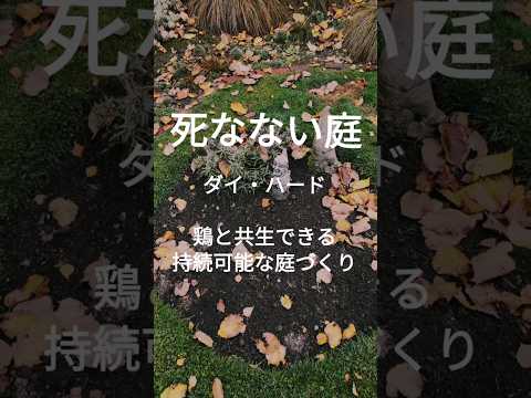 ネズミが鶏の種を食べないようにするために何ができるでしょうか?シンプルだが効果的な 8 つのヒント  庭園