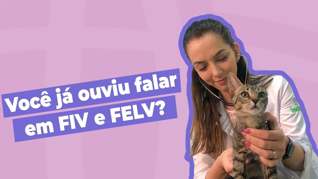 Você já ouviu falar em Fiv e Felv? | Inova Hospital Veterinário