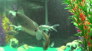 5,4,3,2,1... Lisp off