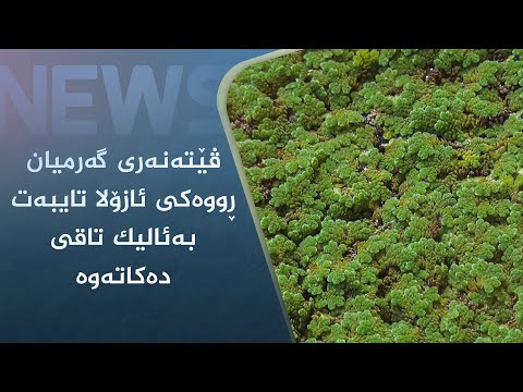 بەڤیدیۆ.. ڤێتەنەری گەرمیان ڕووەکی ئازۆلا تایبەت بەئالیک تاقی دەکاتەوە