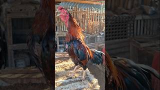 Download lagu Amazing !! alarm morning. suara ayam jago berkokok #shortsviral #shamo #bangkok mp3