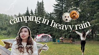 camping in heavy rain with our dogs at bottrel
