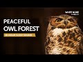 Peaceful Owl Forest Sleep Sound 10 Hours Black Screen