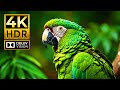 Incredible 4K HDR Dolby Vision 4K Animals Videos With Cinematic Music