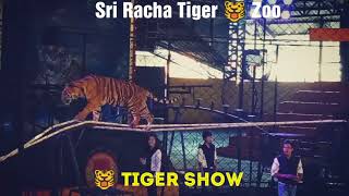 preview picture of video 'Sri Racha Tiger zoo  Thailand'