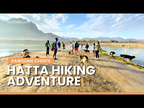 30 dogs hiking the mountains of Hatta, UAE