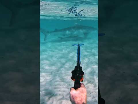 Spearfishing cobia off a 3m Tiger Shark #wa #spearing #australia #tigershark #shark #hunting