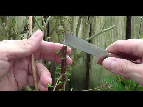 Tree Grafting 3-26-2021 | Organic Plant It