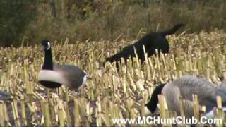 preview picture of video 'Hunting Dogs Retrieving - MC Hunt Club'