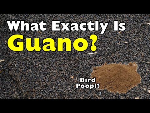 What Exactly Is Guano? The Poop That Fed the World