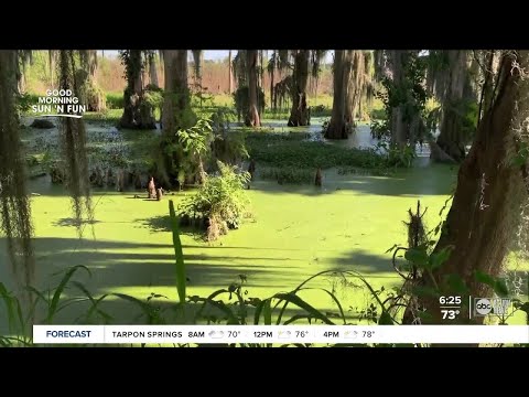 Walking Club: Exploring Circle B Bar Reserve