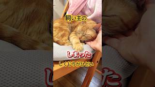 it's a cat.猫です！その行動は間違いだらけw#animals #shortvideo #cat #猫のいる暮らし  #ねこのいる生活 #多頭飼い #子ネコ #お笑い #cute#funny
