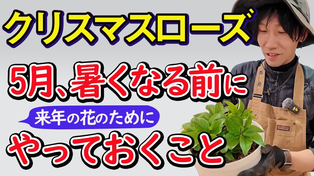 【初心者向け】クリスマスローズ5月のお手入れ！暑くなる前に絶対にやっておくべきこと