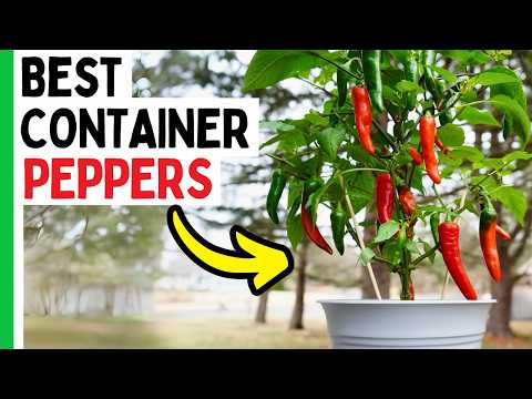 6 Pepper Varieties That THRIVE In Containers