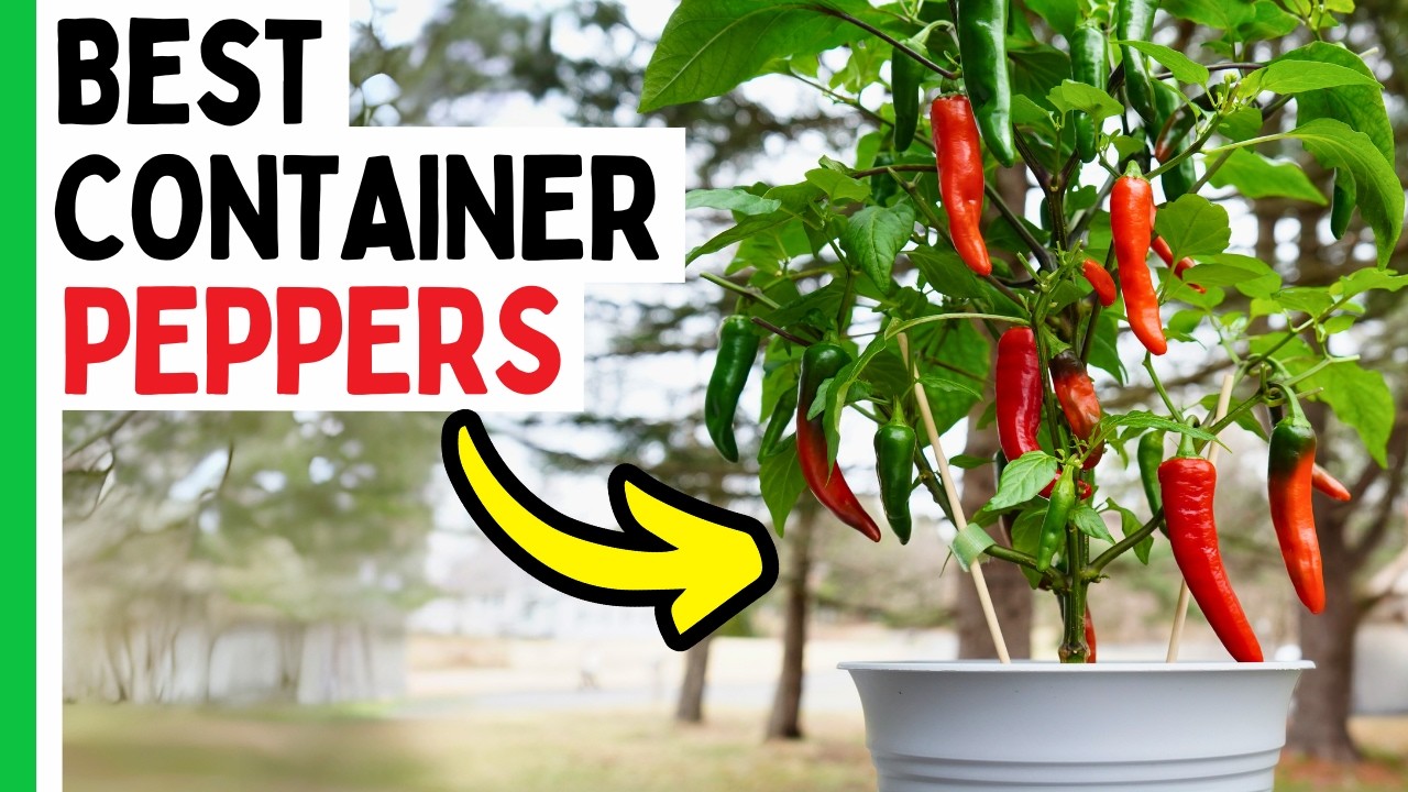 6 Pepper Varieties That THRIVE In Containers - YouTube