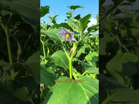 好多人只认识茄子，却把它的叶子忽略了。有经验的人会采摘回来捣烂。#三农 #农村生活#植物#大自然#科普#shorts