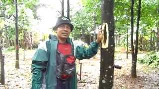 preview picture of video 'Kapsul SUPER 8i9, INOKULASI DI KOTA CIBUBUR - JAWA BARAT , INDONESIA'