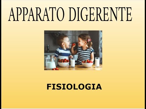Fisiologia dell'apparato digerente