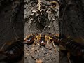 POV: What's Inside an Earwig's Secret Nest? 🤯 #pov