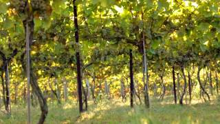 preview picture of video 'Armstrong Valley Winery, Halifax, PA 17032'