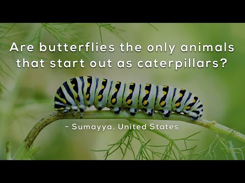 Are butterflies the only animals that start out as caterpillars