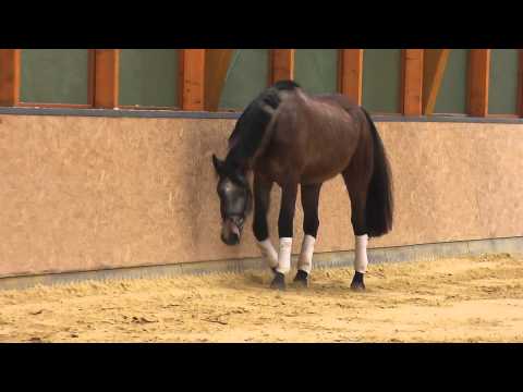 Verkaufspferd - LA Los Angeles Rosenkönig Feb 5