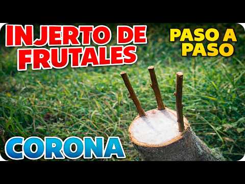 Beginner Crown Grafting: Step-by-Step Guide by La Huertina De Toni