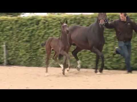 "Bisca for Dance S". Stf v For Romance x Contendro I