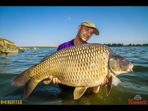 Mincinosii - 9 iulie 2017