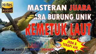 Download lagu Masteran Murai Batu Kacer Cucak Ijo Remetuk Laut Gacor mp3 Download lagu Masteran Murai Batu Kacer Cucak Ijo Remetuk Laut Gacor mp3