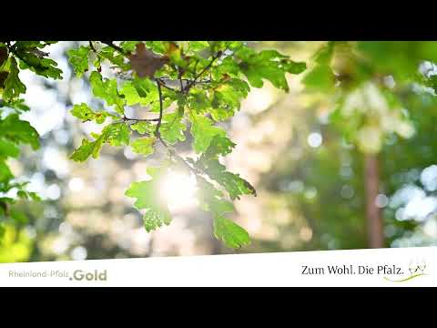 Pfälzer Geheimtipps - Biotop-Mosaik Bienwald