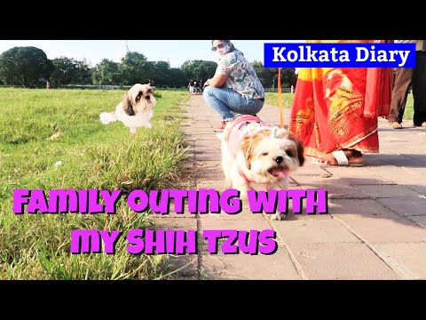 Morning Super Walk With My Family and Puppies Video