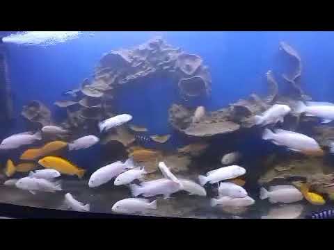 AQUARIUM MAINTENANCE ON CLIENT LOCATION - 4K CINEMATIC - GREEN AQUA