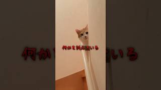 猫が不気味そうに訴えている理由 #猫  #ブラザー4