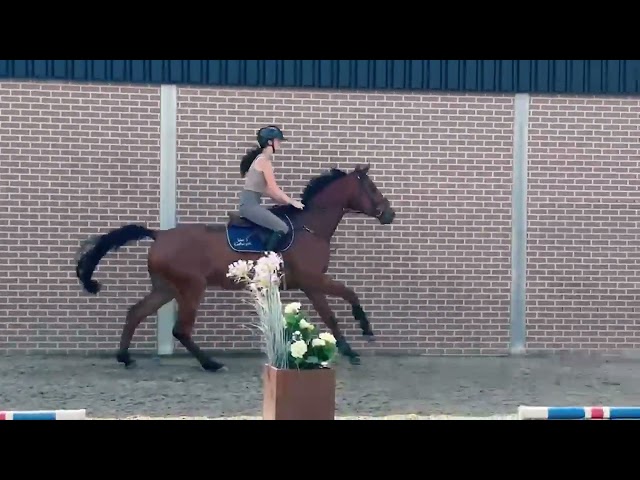 Under the saddle