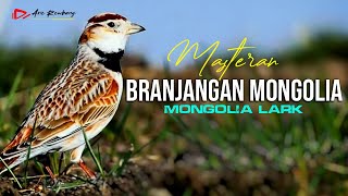 Download lagu Branjangan Mongolia [ mongolian lark ] Super Gacor Full Materi Isian mp3