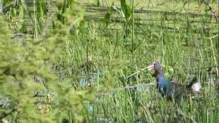 preview picture of video 'Pollona Azul (Porphyrio martinicus) con un llamado de alarma particular.'