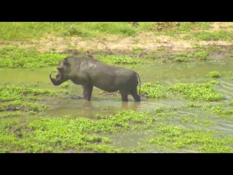 Djuma: Warthogs-family of five enjoys the water spa, Impalas and Geese - 02/28/19