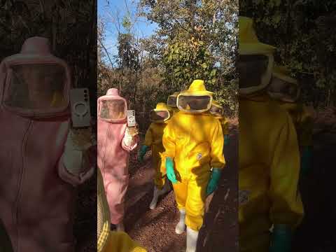 Conhecendo um apiário  em Miracema - Tocantins