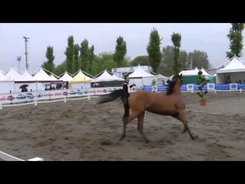 TF Liuba - Travagliato 2013