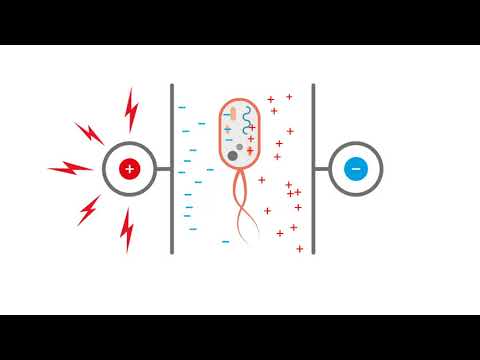 How PEF works for Juice & Smoothies mit Ton