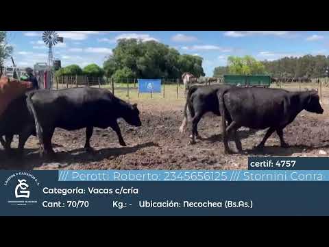 Lote Vc CGP - Necochea Bs As