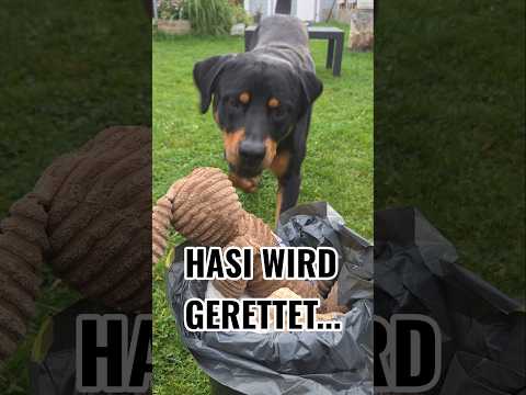 🚨🐰 Für Hasi setzt er alles aufs Spiel!