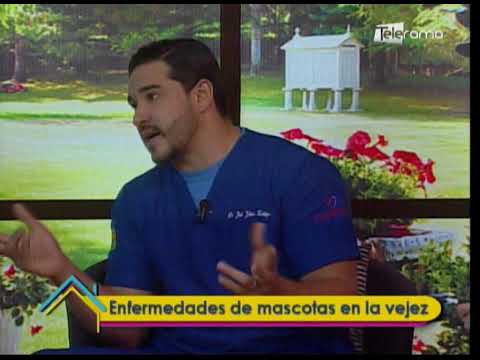 Enfermedades de mascotas en la vejez 