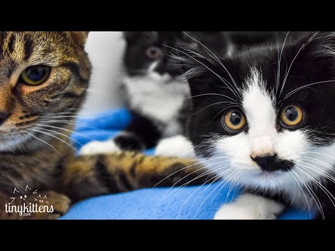 PART 1: We strapped a GoPro to Dr. F for feral cat exams!  TinyKittens.com