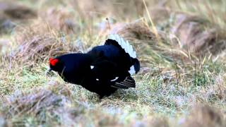 preview picture of video 'Black Grouse Lek'